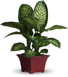 Delightful Dieffenbachia from Boulevard Florist Wholesale Market